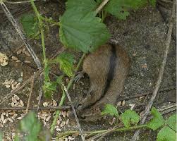 Attēlu rezultāti vaicājumam “Apodemus agrarius”
