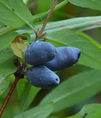 Attēlu rezultāti vaicājumam “Lonicera caerulea var. pallasii”