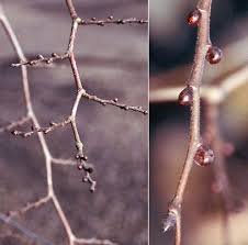 Attēlu rezultāti vaicājumam “Ulmus glabra flower”
