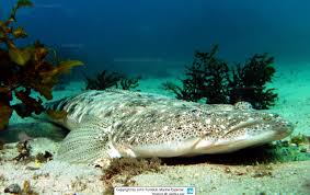 Image result for Platycephalus richardsoni