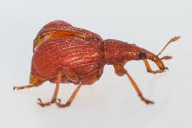 Attēlu rezultāti vaicājumam “Apion sp.”