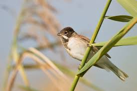 Attēlu rezultāti vaicājumam “Emberiza schoeniclus male”