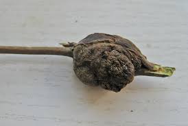 Attēlu rezultāti vaicājumam “Lasioptera rubi”