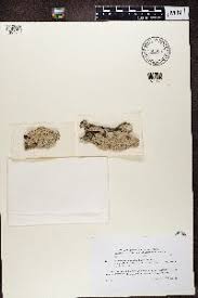 Attēlu rezultāti vaicājumam “Pertusaria flavida”