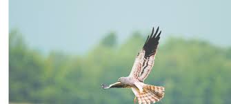 Attēlu rezultāti vaicājumam “Alauda arvensis”