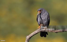 Image result for Falco vespertinus