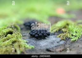 Attēlu rezultāti vaicājumam “Enerthenema papillatum”