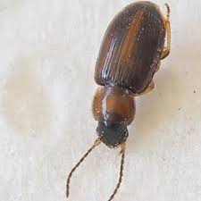 Attēlu rezultāti vaicājumam “Acupalpus flavicollis”