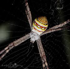 Image result for st andrews cross spider