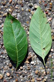 Attēlu rezultāti vaicājumam “Chionanthus virginicus leaf”