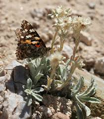 Attēlu rezultāti vaicājumam “Vanessa cardui”