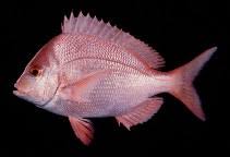 Image result for Chrysoblephus laticeps
