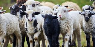 Image result for sheeple