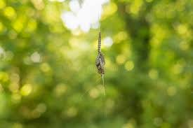 Attēlu rezultāti vaicājumam “Yponomeuta malinellus / cagnagella imago”