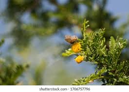 Attēlu rezultāti vaicājumam “Theclinae”