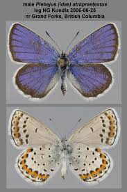 Attēlu rezultāti vaicājumam “Plebejus idas underside”