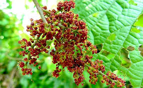 Attēlu rezultāti vaicājumam “Vitaceae”