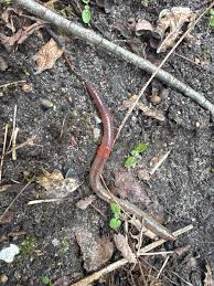 Attēlu rezultāti vaicājumam “Lumbricidae”