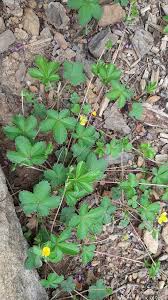 Attēlu rezultāti vaicājumam “Potentilla reptans bud”