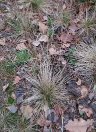 Attēlu rezultāti vaicājumam “Nardus stricta fruit”