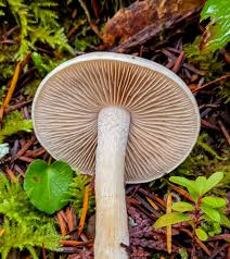 Attēlu rezultāti vaicājumam “Cudoniella clavus”