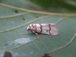 Attēlu rezultāti vaicājumam “Argyresthia goedartella”
