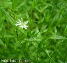 Attēlu rezultāti vaicājumam “Stellaria crassifolia”