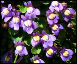 Attēlu rezultāti vaicājumam “Cymbalaria muralis flower”