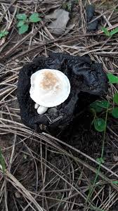 Attēlu rezultāti vaicājumam “Asterophora lycoperdoides”