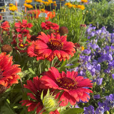 Image result for Gaillardia