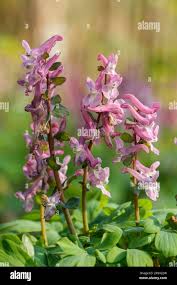 Attēlu rezultāti vaicājumam “Corydalis cava”
