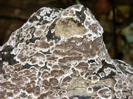 Attēlu rezultāti vaicājumam “Peniophora rufa”