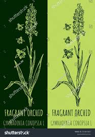 Attēlu rezultāti vaicājumam “Gymnadenia conopsea leaf”