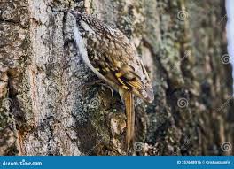 Attēlu rezultāti vaicājumam “Certhia familiaris”