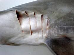 Image result for Carcharhinus brevipinna