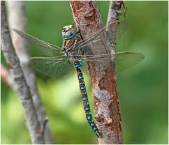 Attēlu rezultāti vaicājumam “Aeshna juncea male”