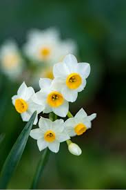 Attēlu rezultāti vaicājumam “Narcissus flower”