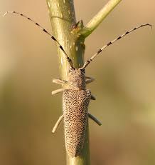 Attēlu rezultāti vaicājumam “Saperda carcharias”