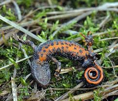 Attēlu rezultāti vaicājumam “Triturus cristatus”