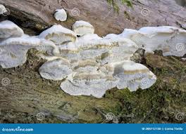 Attēlu rezultāti vaicājumam “Trametes suaveolens”