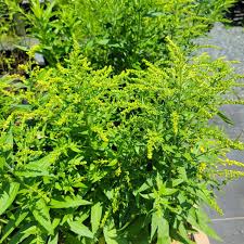 Attēlu rezultāti vaicājumam “Solidago canadensis fruit”
