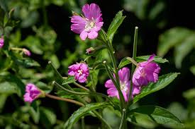 Image result for Weidenröschen