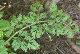 Image result for Daucus carota