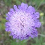 Attēlu rezultāti vaicājumam “Knautia arvensis leaf”