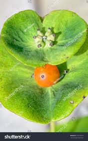Attēlu rezultāti vaicājumam “Lonicera caprifolium fruit”
