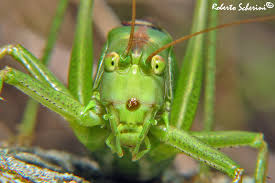 Attēlu rezultāti vaicājumam “Tettigonia viridissima”