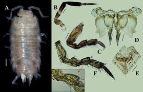 Attēlu rezultāti vaicājumam “Oniscoidea”