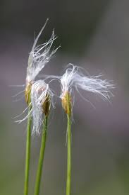 Attēlu rezultāti vaicājumam “Trichophorum alpinum”