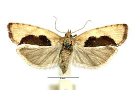 Attēlu rezultāti vaicājumam “Epinotia sordidana”