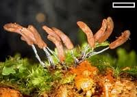 Attēlu rezultāti vaicājumam “Stemonitopsis typhina stalked”